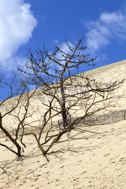 人们参观了著名的皮拉沙丘在欧洲最高的沙丘在pylasurmefance图片