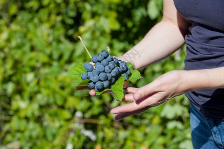 葡萄园里有手握着新鲜的葡萄手握着新鲜的葡萄图片