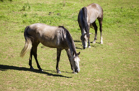 两匹马在法国阿尔卑斯山的草地上法兰西图片