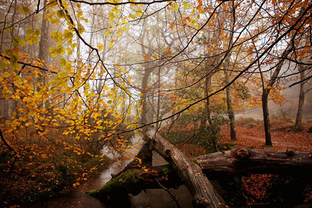 秋季的河流和多彩树木图片