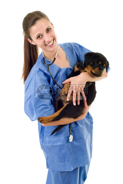 兽医手上抱着小狗图片