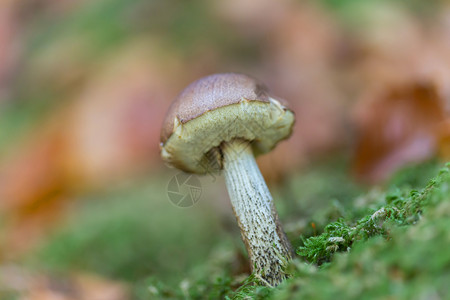 从土壤中生长出来的小蘑菇图片