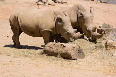 2个非洲野生动物猎犀牛图片