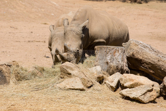 两只非洲野生猎犀牛图片