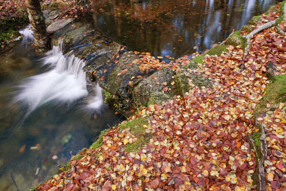 秋季在格列斯公园Portugal图片
