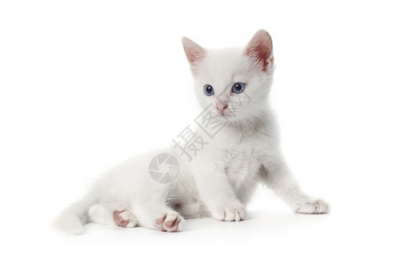 白底蓝眼睛的小可爱猫图片
