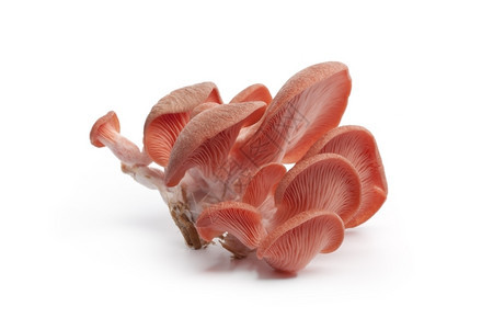 白色背景粉红牡蛎蘑菇群图片