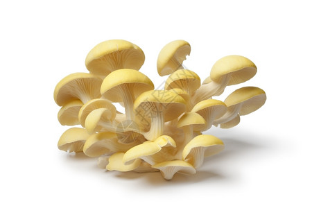 白色背景的新鲜黄牡蛎蘑菇图片