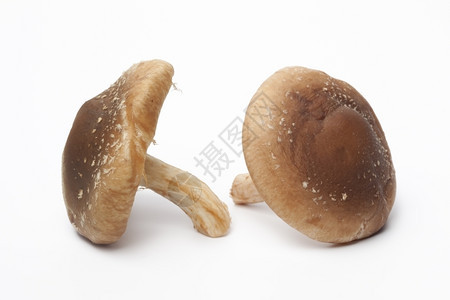 白色背景的两片新鲜蘑菇图片