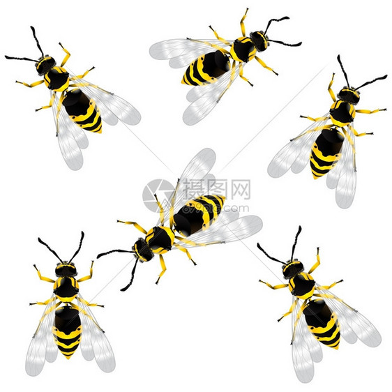 现实黄蜂白色背景上的孤立物体图片