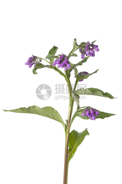 紫共香鲜花图片