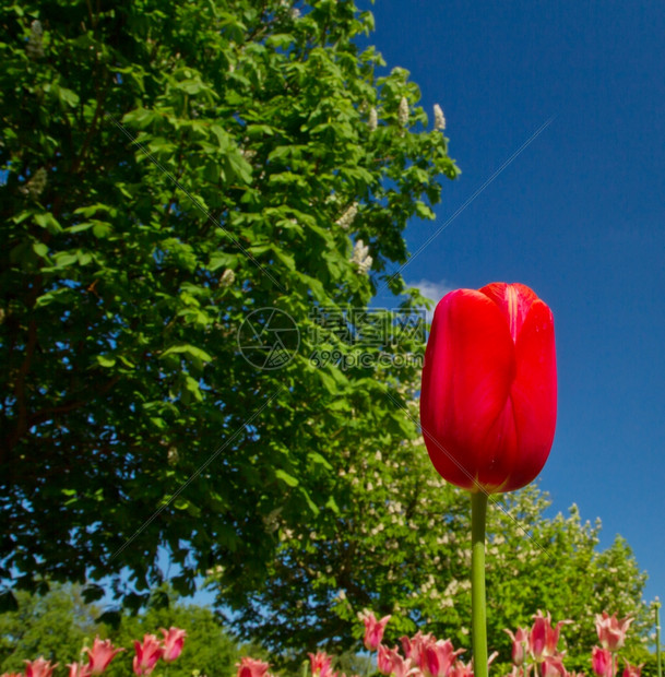 荷兰Keukenhof公园的郁金香图片