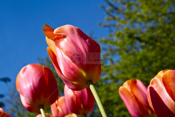 霍兰公园美丽的春月郁金香图片