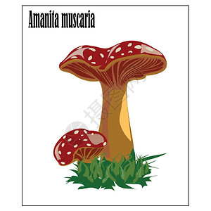 红色喜庆背景AmanitaMuscaria苍蝇美丽的魔幻蘑菇背景