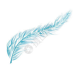 蓝色羽毛白色上孤立的详细插图图片