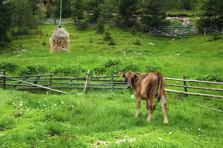 绿山草原上的小牛图片
