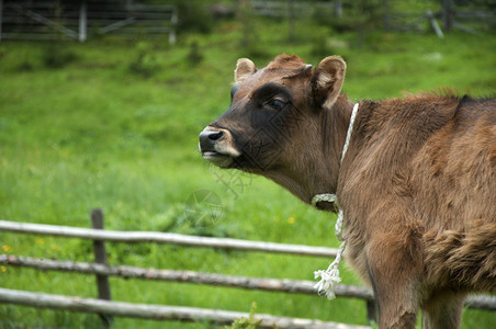绿山草原上的棕色幼牛图片