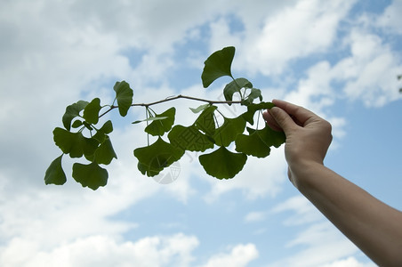 与蓝色天空背景的树叶Ginkgobiloba树枝手图片