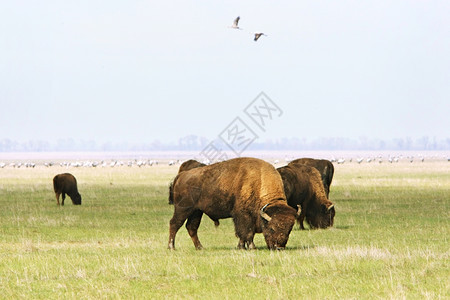 野生水牛集团乌克兰阿塔尼亚诺瓦图片