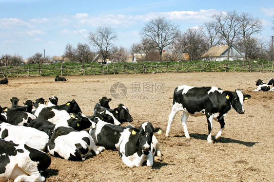 用奶牛平息农村景象图片