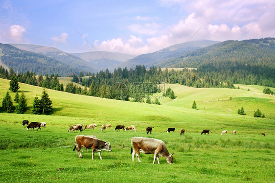 喀尔巴阡山的马群图片