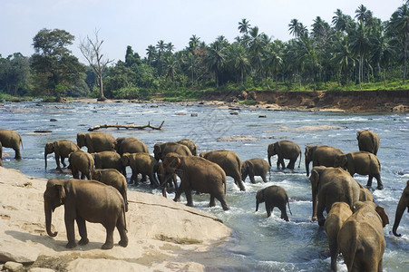 Pinnewala大象孤儿院的每天在当地河边洗澡图片