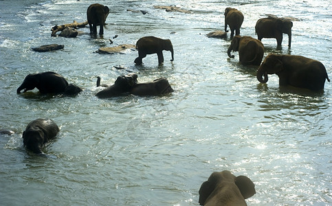 Pinnewala大象孤儿院的每天在当地河边洗澡背景图片