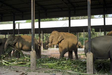 一群大象在皮纳韦拉孤儿院的围栏上吃东西图片