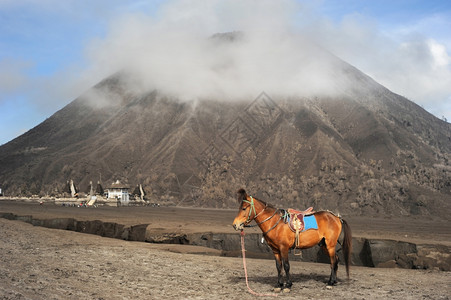 京打马尼火山马站在印尼爪哇伏尔卡诺的前面背景