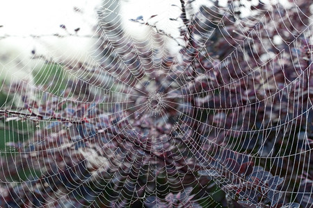 丝蜘蛛网的状上落下底的花朵无焦点图片