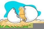 鸡蛋碎插图图片
