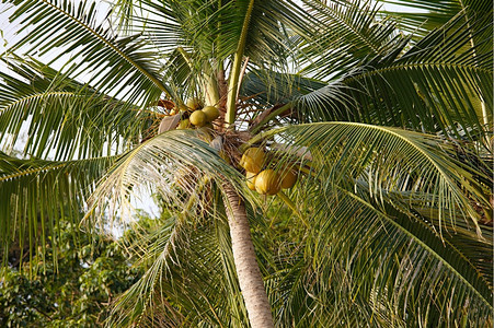椰枣树上的子图片