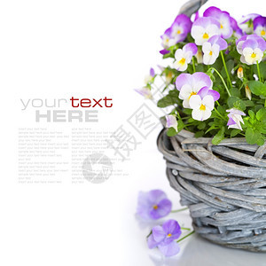 在带样本文的篮子中将彩色的花朵插在篮子中图片