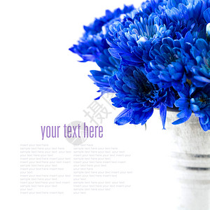 白色的花盆中蓝背景图片