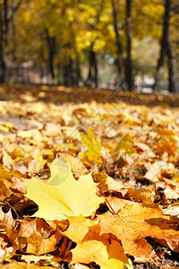 在公园的秋天背景图片