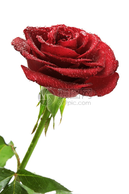 红玫瑰白色背景的雨滴被隔绝图片