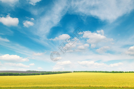 绿春草地和美丽的蓝天空图片