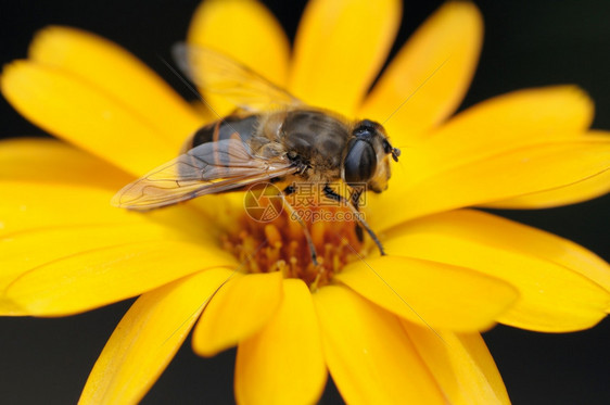 蜂蜜收集花的特写镜头图片