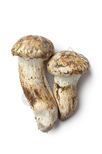 白色背景的松蘑菇图片