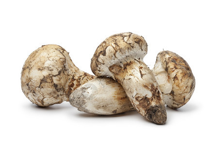 白色背景的松蘑菇图片