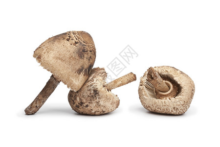 白色底的parasol蘑菇图片