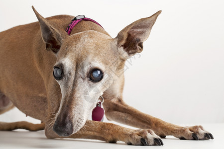 以白内障眼神为焦点的意大利灰狗躺下专注于白内障的眼睛上图片