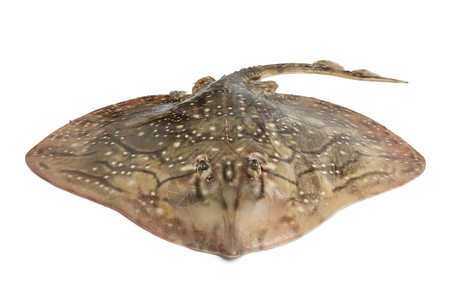 白色背景的新鲜射线鱼图片素材