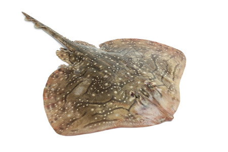 白色背景的新鲜射线鱼图片素材