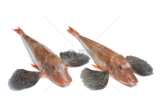 红浴缸格纳德鱼白底带长鳍的鱼图片
