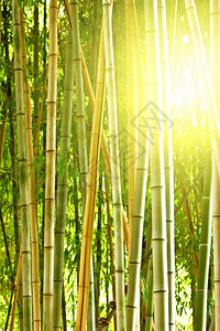 竹林和晨光图片