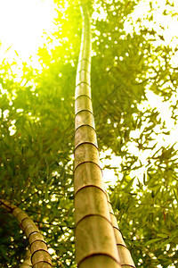 竹林和晨光图片
