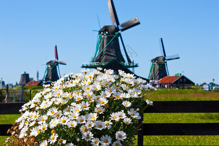 荷兰明确的传统里程碑鲜花和磨坊图片