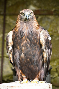 AquilaChrysaetos在苏格兰萨瑟自然保护区图片