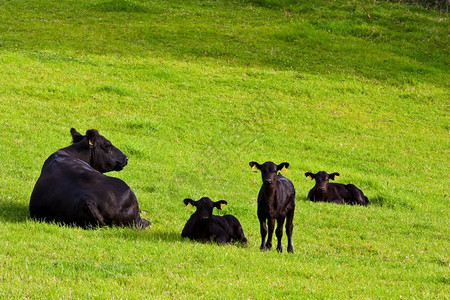 在苏格兰萨瑟绿田的幼牛图片